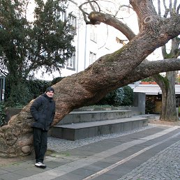 ������, �����������