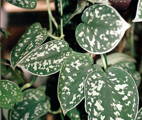 Теневыносливые комнатные растения для северных окон.Цветов, пригодных к выращиванию на северных ... - 5