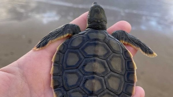 В Австралии сотни маленьких морских черепах выбросились на берег, отравившись пластиком. - 2