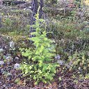 ���� ���������, ��������, 51 ��� - ��������� 30 ������� 2021 � ������ ���� ����������