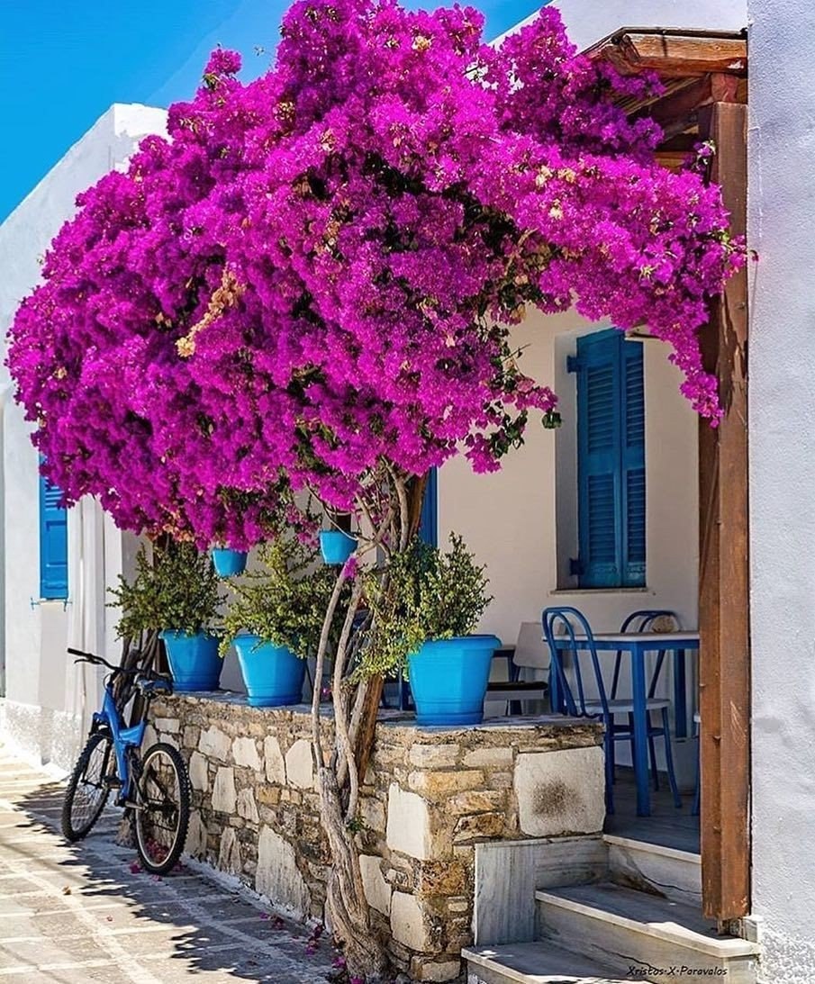 ����������� (Bougainvillea) �������� ��� �������� � ����� ���������� ������������ ������������� ��� ...