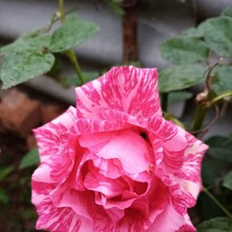 �������, ������, 53 ����