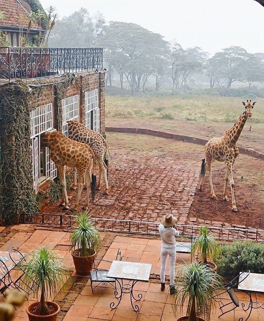   ,       ?     - GIRAFFE MANOR 5 ... - 2