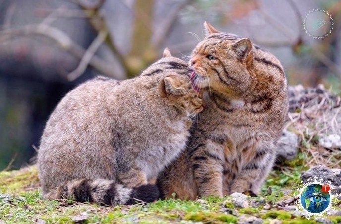  oo  a  apo, a oo  acoo cpo   oopo? ... - 5