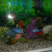 �����, 48 ���, ������������