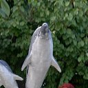  , -, 71  -  3  2021       2021