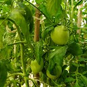 ���� E��������, ������, 43 ���� - ��������� 3 ���� 2021 � ������ ������ ��������