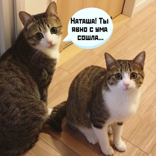 Наташа сказала своим кошкам, что теперь их очередь идти на работу и заработать себе на корм!