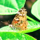 ���� Sezai, �����, 66 ��� - ��������� 24 ���� 2021 � ������ ������ ��������