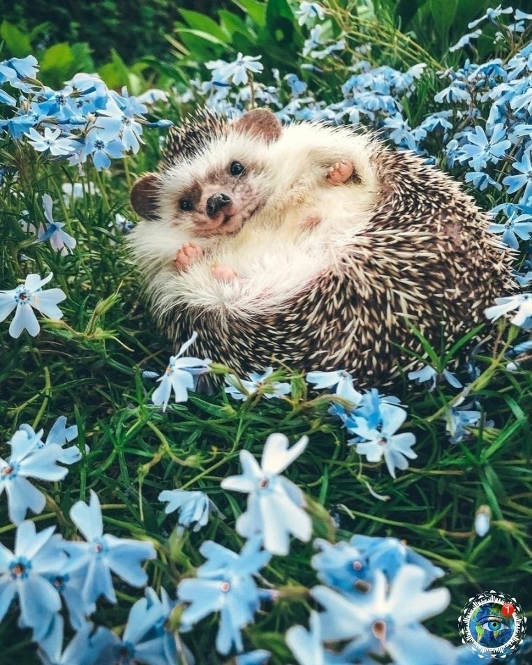 p pae oy, o e pa. - 10