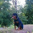 my cool dog, rottweiler Benjamin :)    