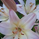  Psixeya, , 37  -  18  2021   