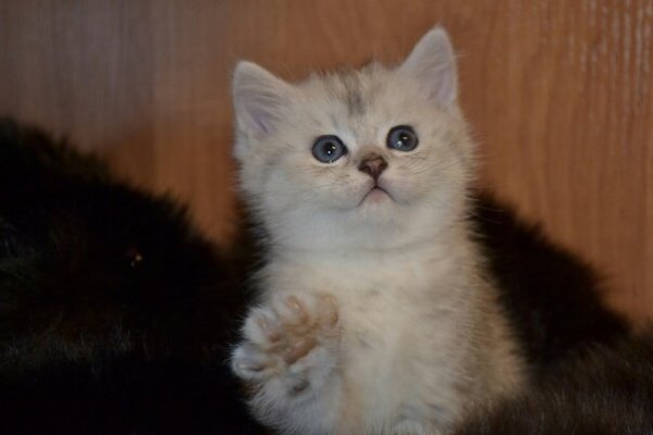 ������ ���������� ����������� ��������. - 5