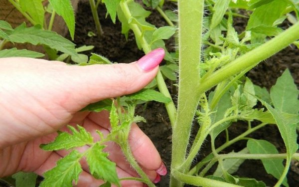 КОГДА И КАК ПАСЫНКОВАТЬ ПОМИДОРЫ.Пасынки – это все боковые побеги. Они растут из пазух листьев. ...