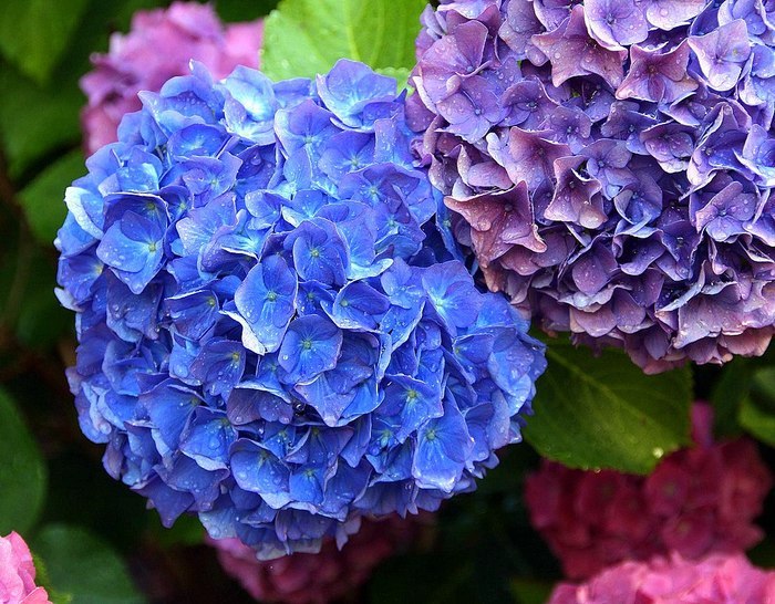 Гортензия - 5