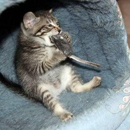 ������, �����, 46 ���