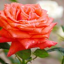  , , 66  -  24  2021    2021