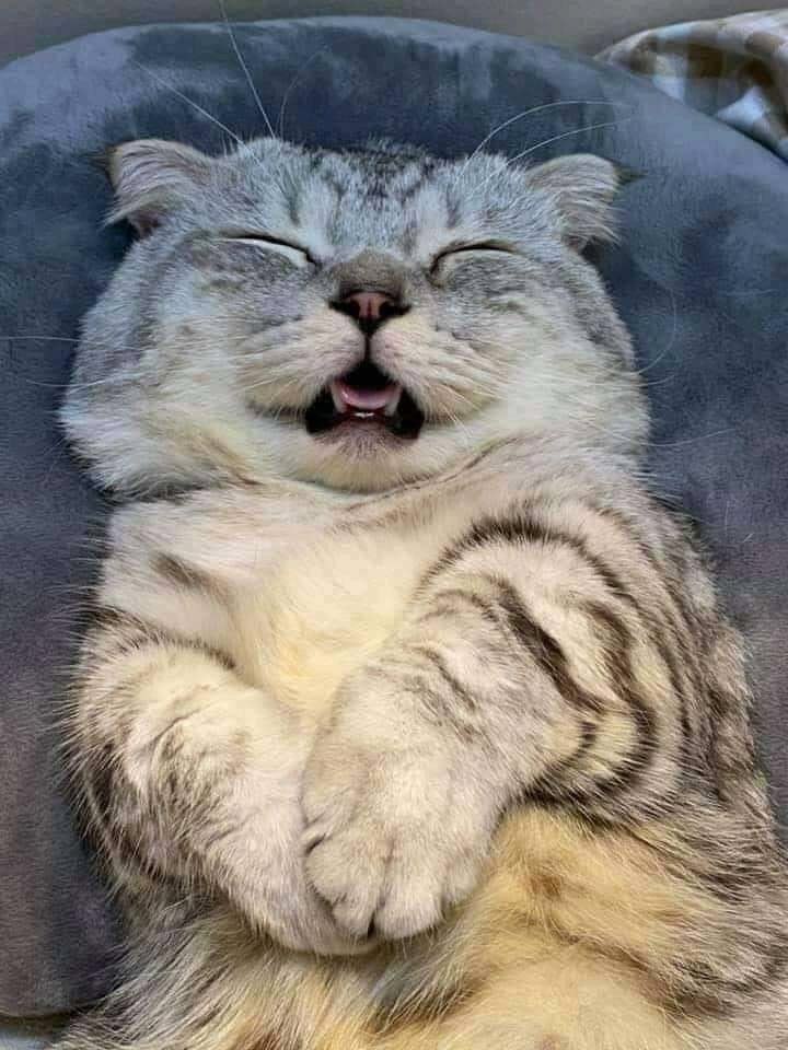   ,    ,      :