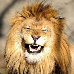 ���������, �������, 68 ���