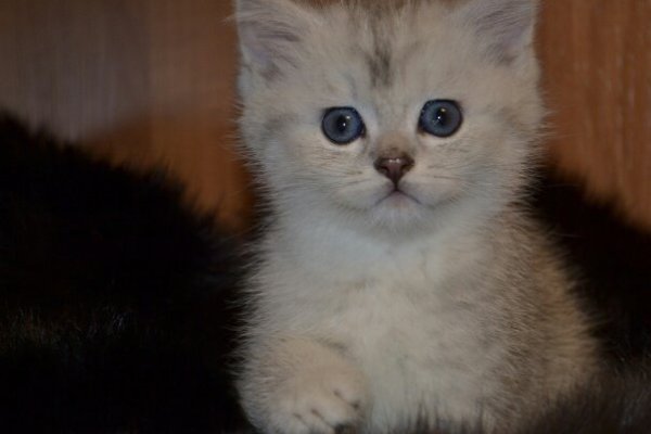 ������ ���������� ����������� ��������.