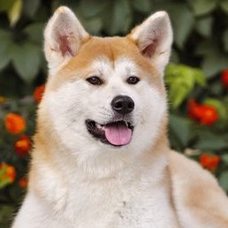 Song, ������, 19 ���