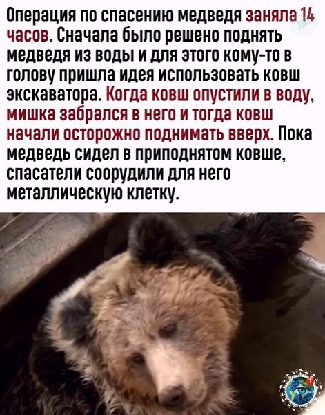 Иcтopия cпacения неуклюжегo медведя.grеatplanеt - 3
