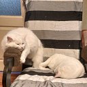 ���� Mira, ������, 60 ��� - ��������� 23 ��� 2021