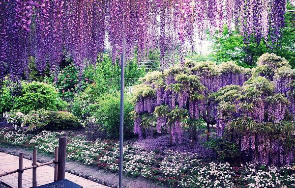 ������ , ���� Kawachi Fuji. ���� Kawachi Fuji � �������� ������ �������� �������� ������������� ... - 2
