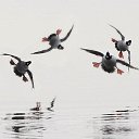 ���� Lion, ������, 49 ��� - ��������� 26 ���� 2022 � ������ ���� ����������