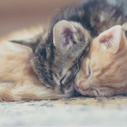 Vel, ������, 40 ���