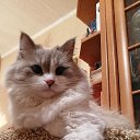 ���� ���������, ������, 49 ��� - ��������� 4 ���� 2022 � ������ ���� ����������