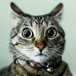 ����, ���������, 45 ���