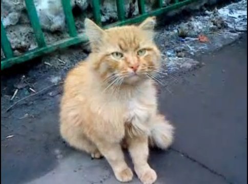 ТАНЯ.А её провожал в школу кот,Не соврать, где-то с третьего класса.Доходил с ней до школьных воротИ ...