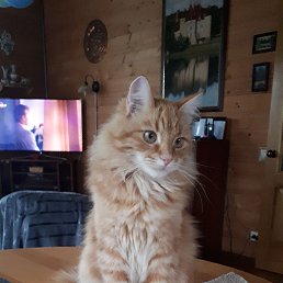 ���� ��������, ������, 58 ��� - ��������� 10 ������� 2022