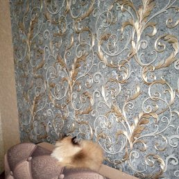 �������, �����������, 50 ���