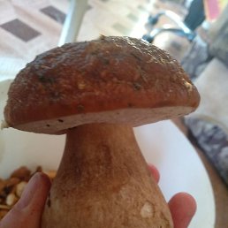 ������� ������ �, ������, 52 ����