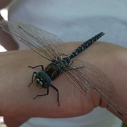 �����, �������