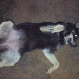 ���������, �����������, 29 ���