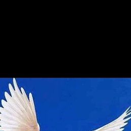 Michel, ������, 54 ����