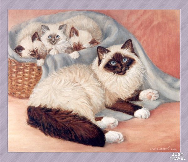 ОТОЖИОИСЬ. oллaндcкaя худoжницa Sylvia Schееn. #art #travel #world - 4