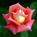���� ���������, ����������� - ��������� 26 ����� 2022 � ������ ���� ����������
