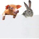 ���� Dreamjay, �����, 41 ��� - ��������� 11 ���� 2022 � ������ ������ ��������