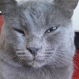 Galaxy, ��������, 53 ����