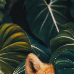 ���, ����, 54 ����