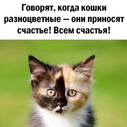 �������, ���������