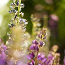  Vladimir,  -  22  2022     