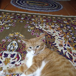 �����, ������, 41 ���