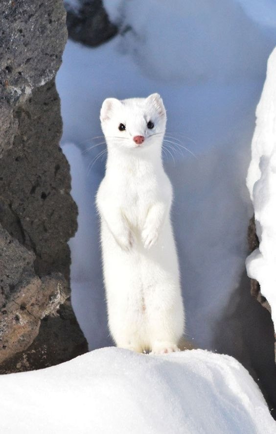 Mustelid Weasel Family, Adaptations, & Characteristics Britannica