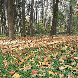 ����, ��������, 62 ����