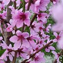 ���� Irishka, ��������, 48 ��� - ��������� 17 ��� 2022 � ������ ���� ����������